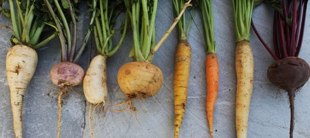 légumes racines